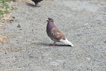angry pigeon