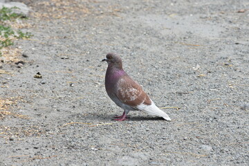 dove