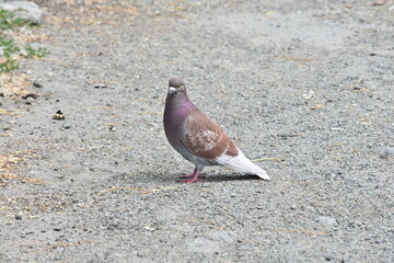 dove