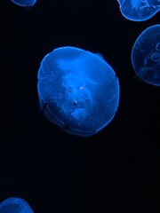 クラゲ