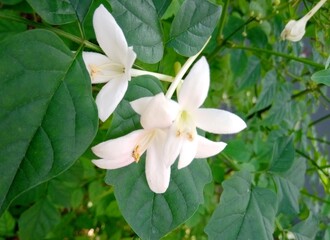 white flowers of a plant