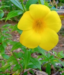 Obraz premium yellow flower in the garden