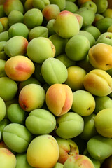 Salted Japanese plum.