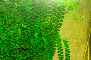 green leaves on wall