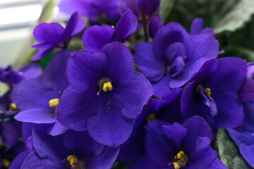 Dark purple African violet flowers (Saintpaulia) closeup.Home floriculture,indoor plants.Selective focus with shallow depth of field