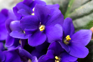 Dark purple African violet flowers (Saintpaulia)  closeup.Home floriculture,indoor plants.Selective focus with shallow depth of field