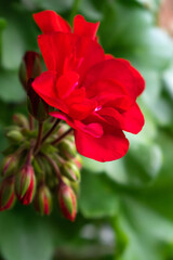 Bright red geranium flowers close-up. Selective focus with shallow depth of field.