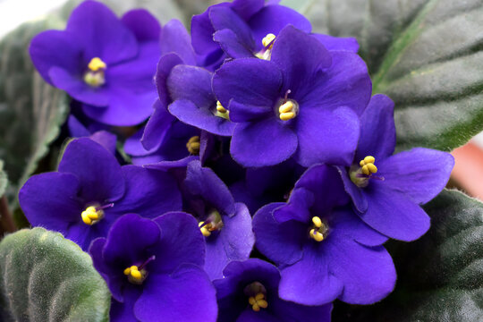 Dark purple African violet flowers (Saintpaulia)  closeup.Home floriculture,indoor plants.Selective focus with shallow depth of field