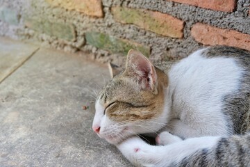 cat on the concrete floor
