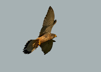 Common kestrel (Falco tinnunculus)