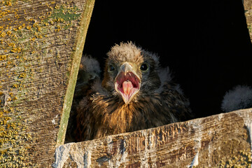Common kestrel (Falco tinnunculus)