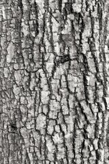 tree bark texture