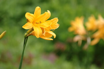 Obraz premium ニッコウキスゲ