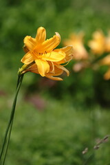 ニッコウキスゲ