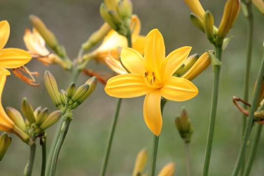 禅庭花images Browse 191 Stock Photos Vectors And Video Adobe Stock 禅庭花images Browse 191 Stock Photos Vectors And Video Adobe Stock