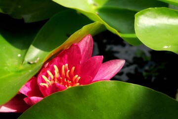 pink lotus flower on the swamp