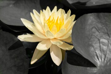 yellow lotus flower on the swamp