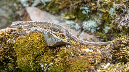 Lizard Darevskia alpina sits on a stone and moss under the sun.