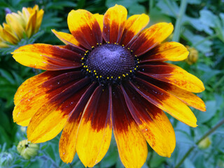 Fleur orange et rouge