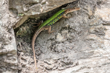 Naklejka na ściany i meble Green Lizard crawling on a stone cliff. The European green lizard Lacerta viridis