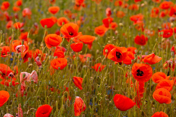 poppies and grass on the green plain