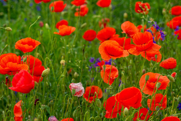 poppies and grass on the green plain