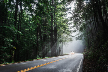 Fototapeta premium Sequoia Forest morning sunbeam forest road