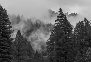 black and white pine trees in the fog