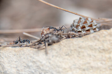 Daily fight of insects for survival.Ants in search of food at dawn around the anthill above a solitary white rock