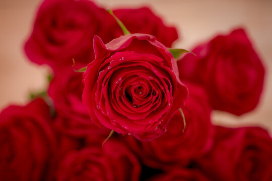 Macro, Close up of classic Explorer roses variety, studio shot.