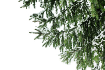 Green fir branches covered by snow white background isolated close up, winter pine tree branch corner border, snowy spruce frame, new year festive banner template, christmas holiday design, copy space