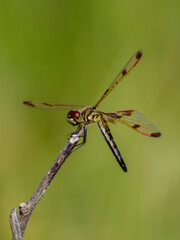 Dragonfly - Calico Pennant on a stick