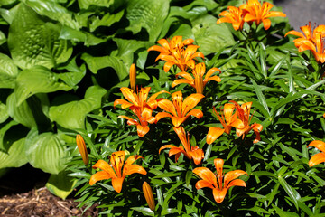 Close up view of bright blooming orange asiatic lilies (lilium), in an outdoor ornamental garden...