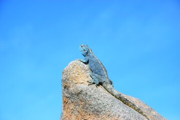 Lizard looking up at the sky in the Namib desert, Africa