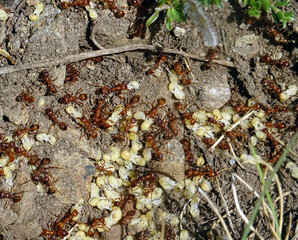 Fourmies rouges