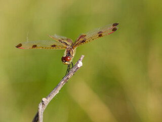 Dragonfly - Calico Pennant facing forward
