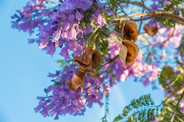 Beautiful purple flowers of the Jacaranda tree and seeds. Blue sky background. Jacaranda blossoms, spring or summer. California, USA.  Copy space. Sunny day
