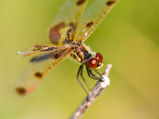 Dragonfly - Calico Pennant close up view