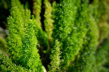 green grass background