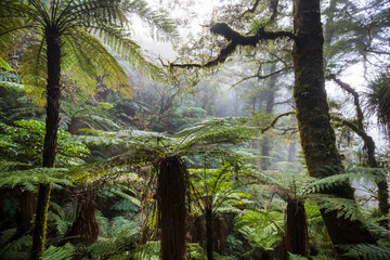 New Zealand forest