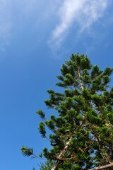 pine tree branches against blue sky
