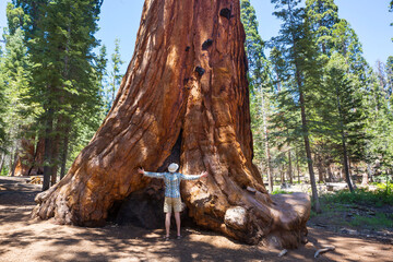 Sequoia