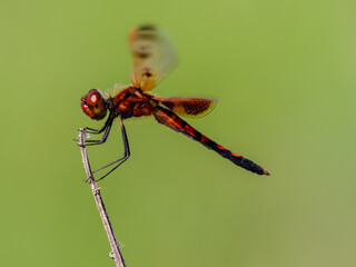 Dragonfly - Calico Pennant with bright red color