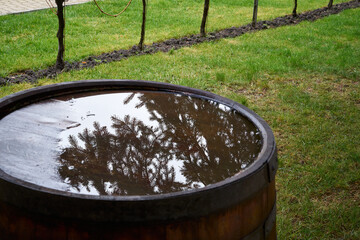 Old wooden barrels for wine.