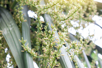 Flower of Dracaena loureiri Gagnep bloon on tree with sunlight in the garden on blur nature...