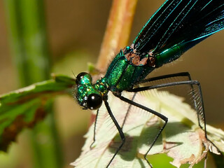 beautiful demoiselle, male dragonfly on a leaf