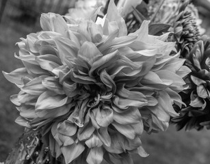 patterns and details in flower black and white