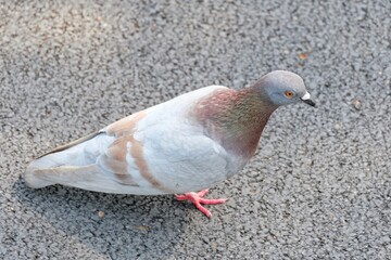 Pigeons on the courtyard in the park