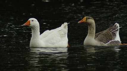 A pair of goose bird, swimming in the lake.