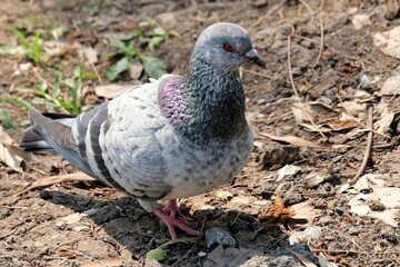 Pigeons on the courtyard in the park